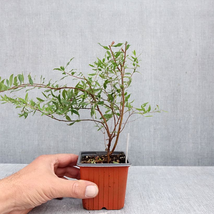 Exemplar von Braut-Spierstrauch Alba - Spiraea arguta Kleine Töpfe von 8/9 cm wie im Herbst geliefert