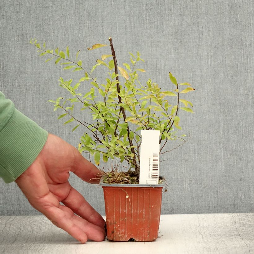 Example of Braut-Spierstrauch Alba - Spiraea arguta Kleine Töpfe von 8/9 cm as you get in ete