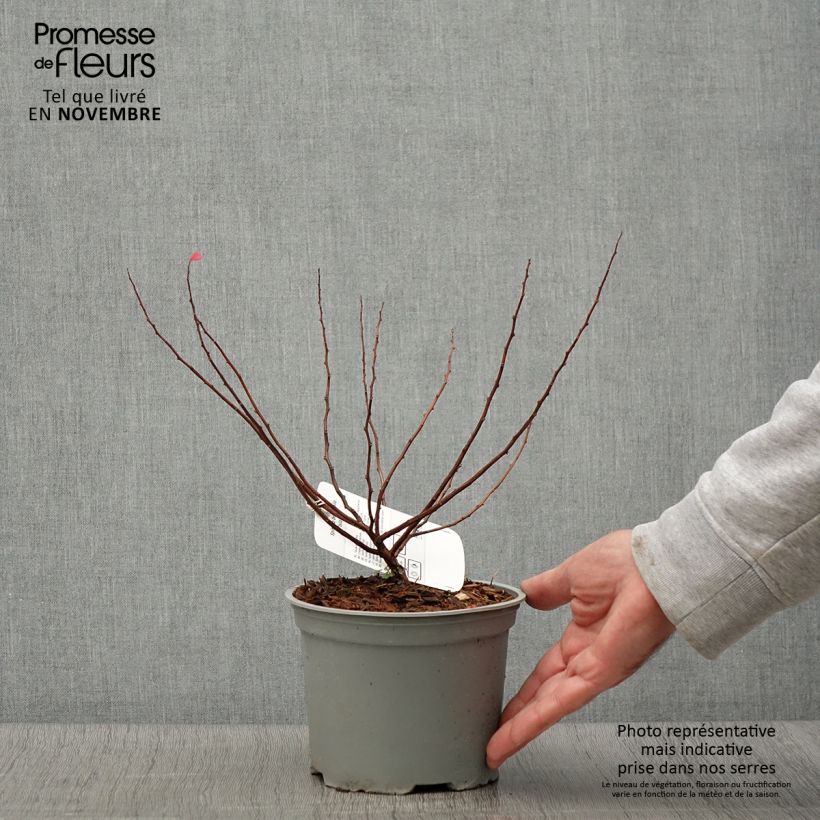 Example of Birkenblättrige Spiere Island - Spiraea betulifolia Topf mit 2L/3L as you get in automne