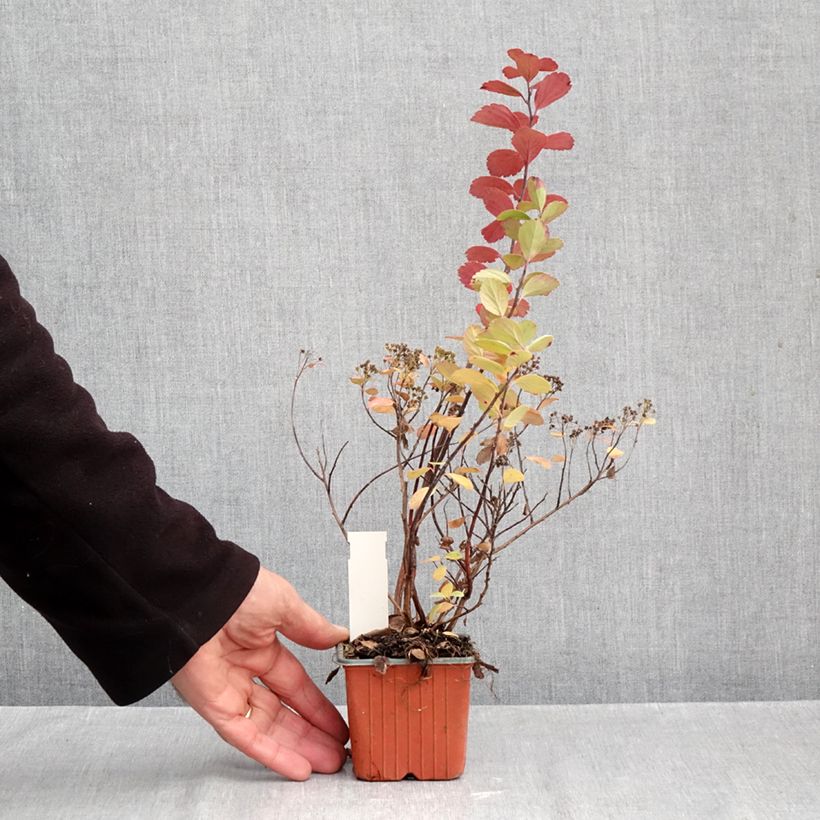 Exemplar von Birkenblättrige Spiere Island - Spiraea betulifolia Kleine Töpfe von 8/9 cm wie im Herbst geliefert