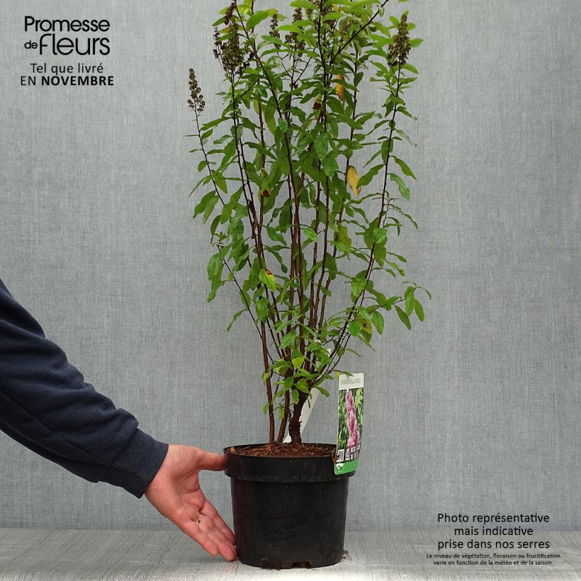 Example of Billiards Spierstrauch - Spiraea billiardii Topf mit 3L/4L as you get in automne