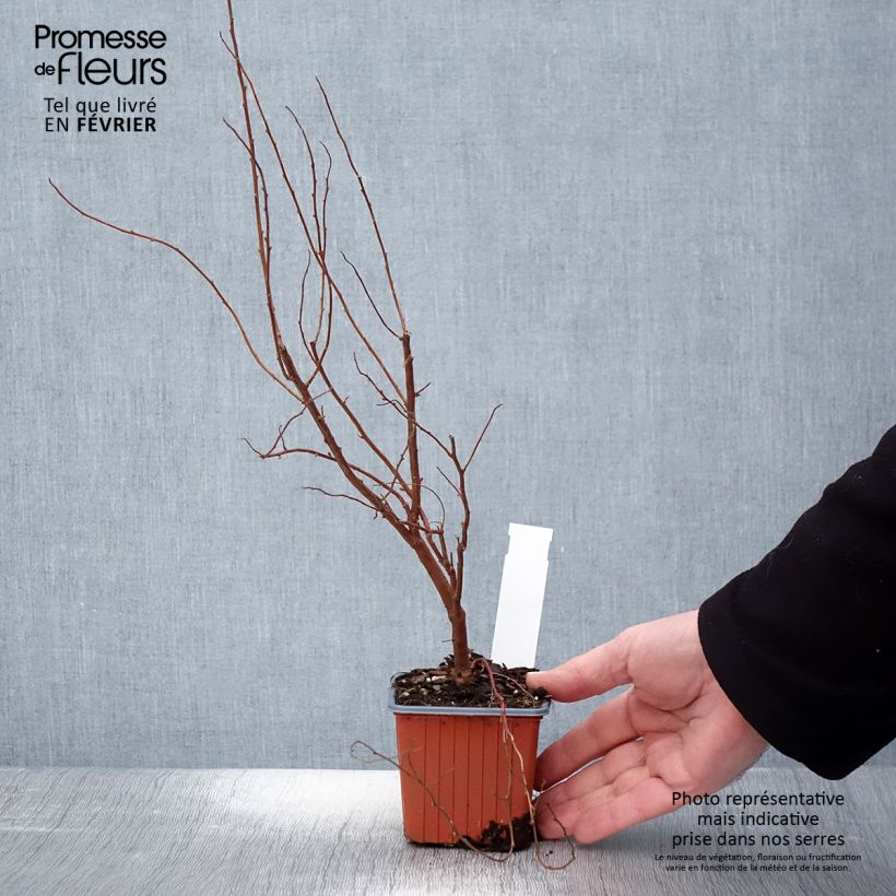 Exemplar von Billiards Spierstrauch - Spiraea billiardii Kleine Töpfe von 8/9 cm wie im Winter geliefert