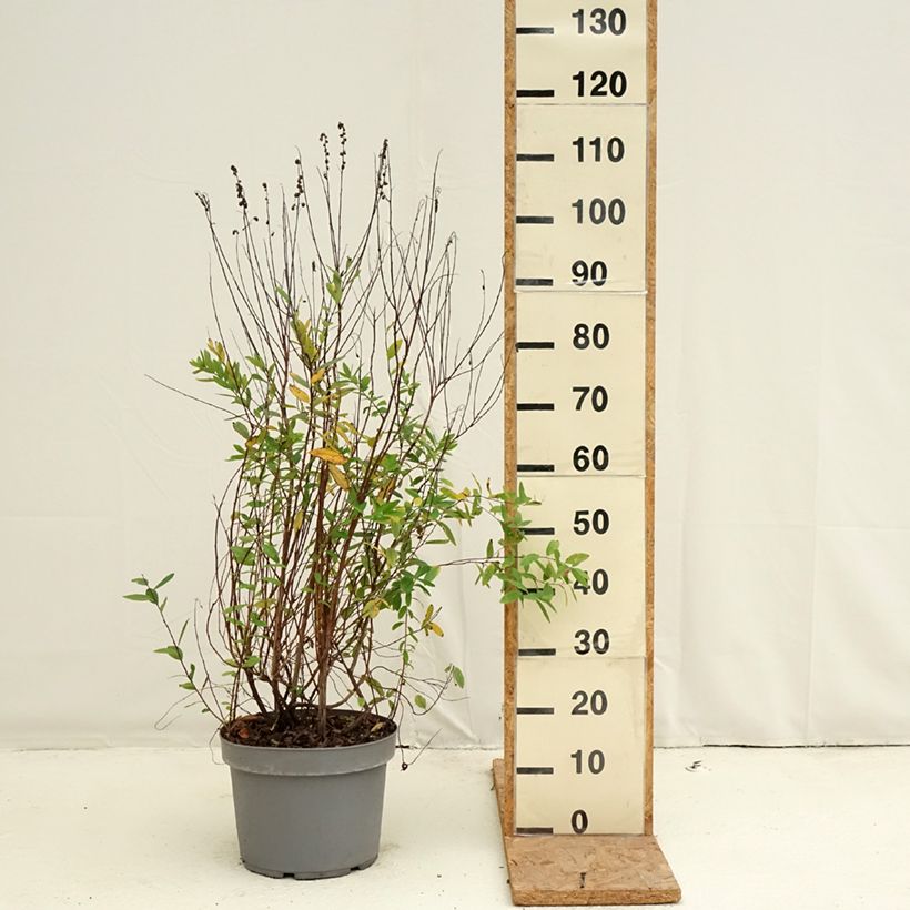 Exemplar von Billiards Spierstrauch - Spiraea billiardii Topf mit 7,5L/10L wie im Herbst geliefert
