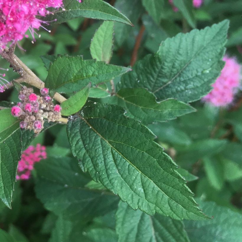 Rote Sommerspiere Superstar - Spiraea bumalda (Foliage)