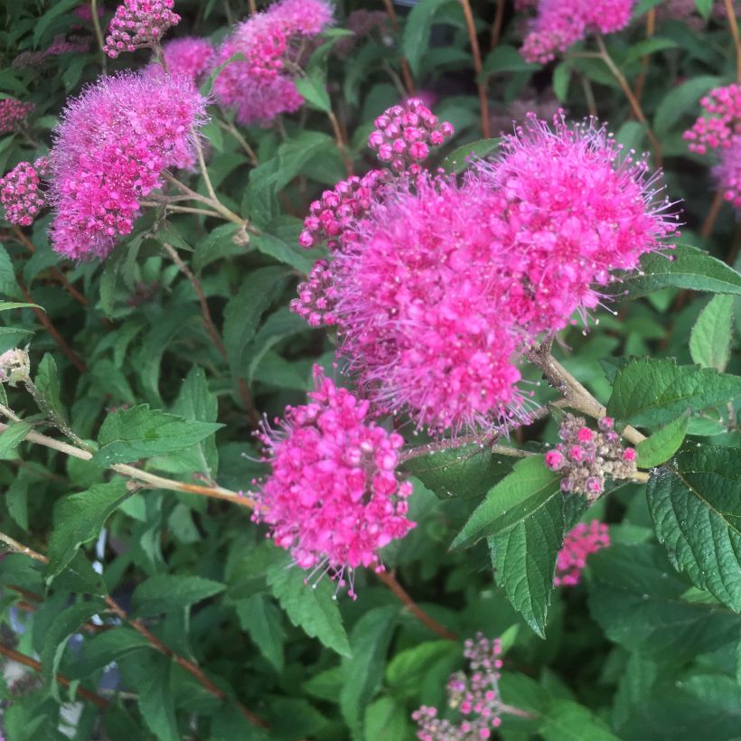 Rote Sommerspiere Superstar - Spiraea bumalda (Flowering)