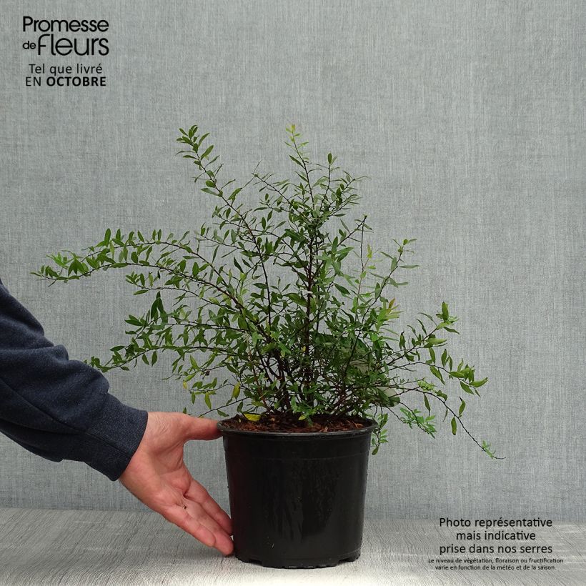 Example of Weiße Rispenspiere Grefsheim - Spiraea cinerea Topf mit 3L/4L as you get in automne