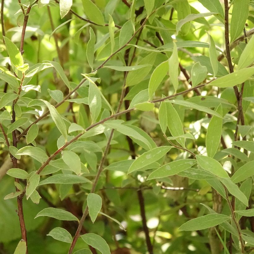 Weiße Rispenspiere Grefsheim - Spiraea cinerea (Foliage)