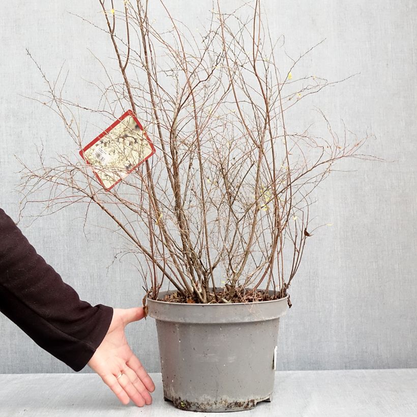 Exemplar von Weiße Rispenspiere Grefsheim - Spiraea cinerea Topf mit 7,5L/10L wie im Herbst geliefert