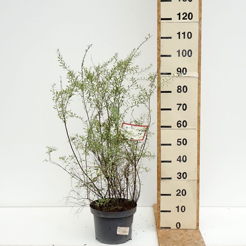 Example of Weiße Rispenspiere Grefsheim - Spiraea cinerea Topf mit 7,5L/10L as you get in ete