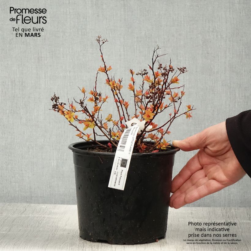 Example of Sommerspiere Little Flame - Spiraea japonica Topf mit 2L/3L as you get in printemps