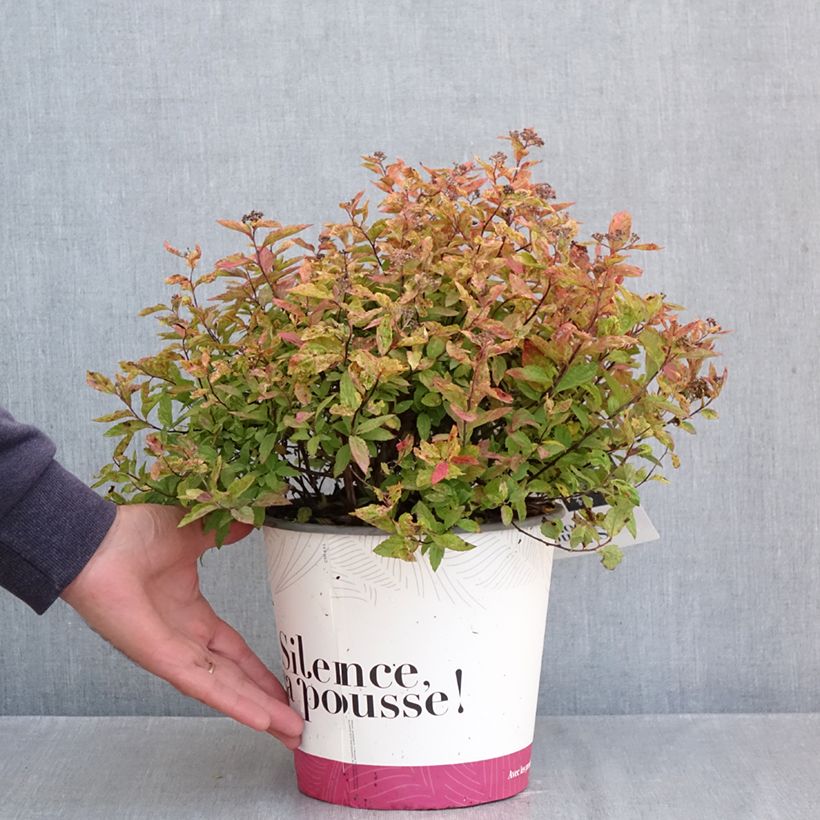 Exemplar von Spiraea japonica Little Flame - Spirée japonaise Pot de 2L/3L wie im Herbst geliefert