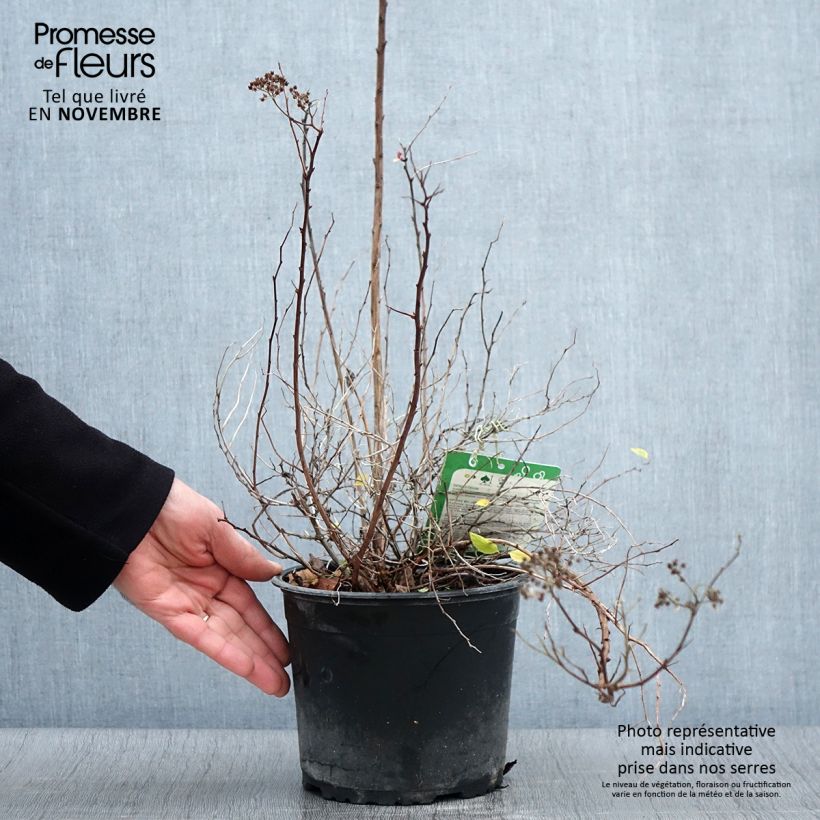 Example of Sommerspiere Merlo Green - Spiraea japonica Topf mit 2L/3L as you get in automne