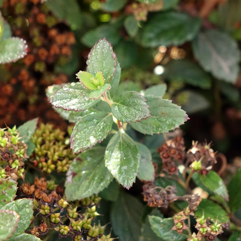 Sommerspiere Odessa - Spiraea japonica (Foliage)