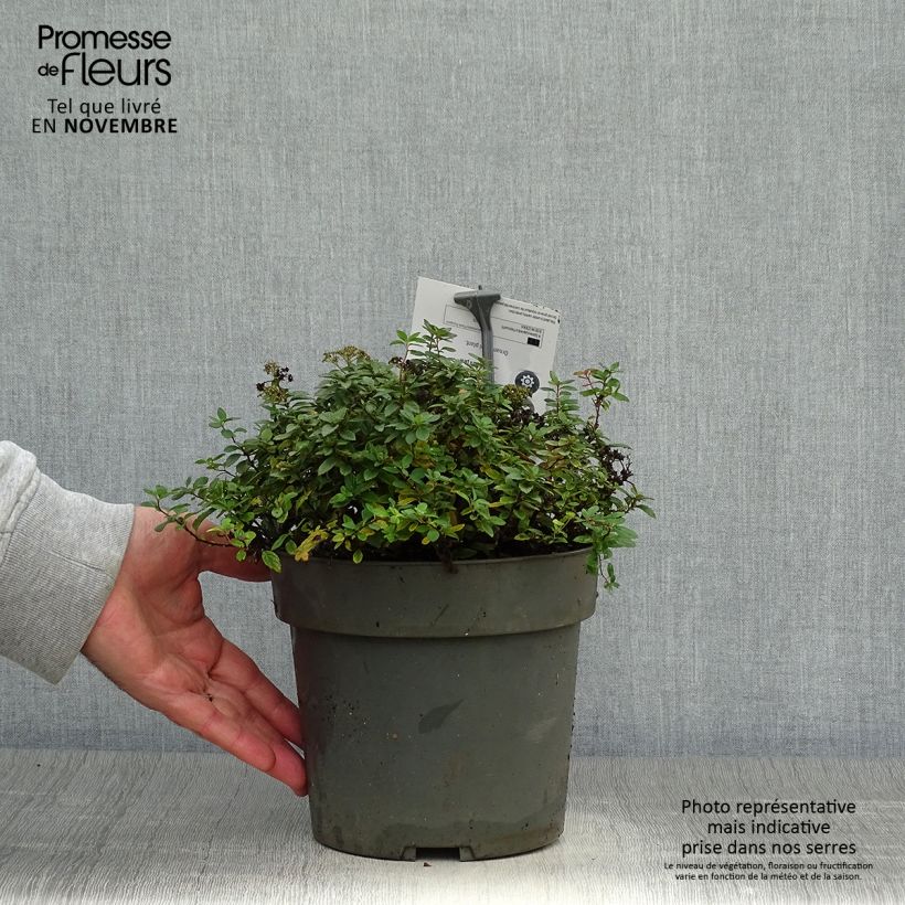 Example of Sommerspiere Odessa - Spiraea japonica Topf mit 2L/3L as you get in automne