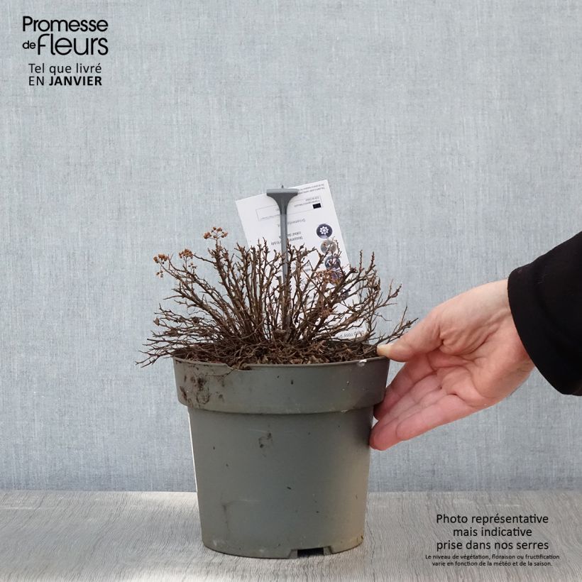 Exemplar von Sommerspiere Odessa - Spiraea japonica Topf mit 2L/3L wie im Winter geliefert