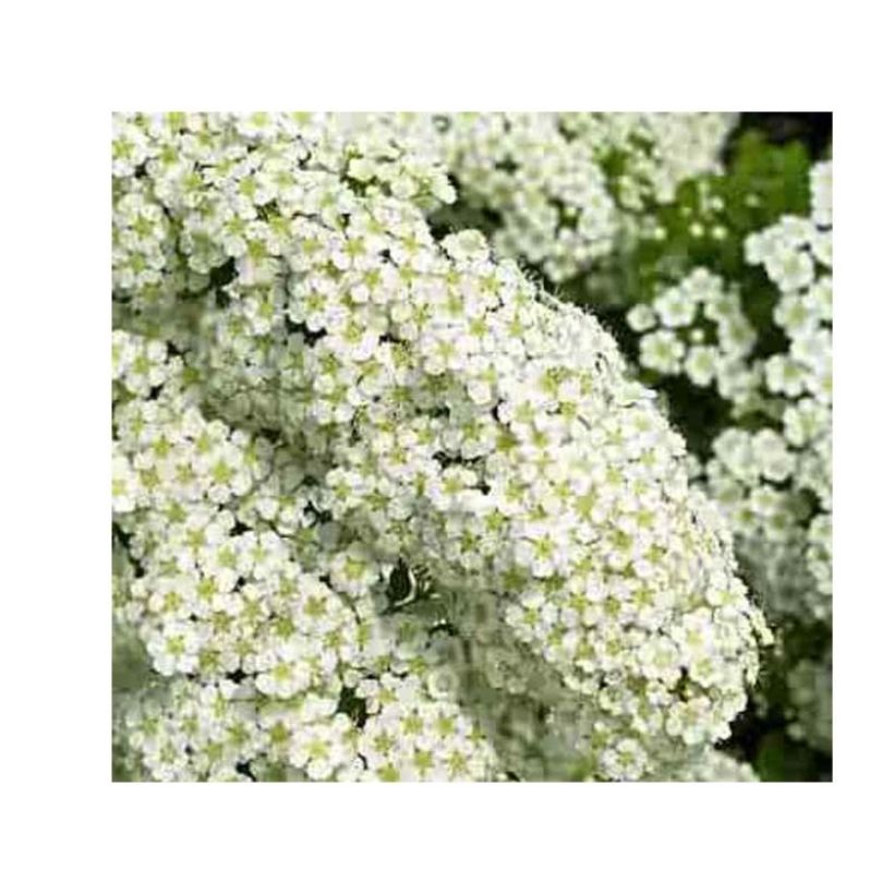 Japanische Strauchspiere Halwards Silver - Spiraea nipponica (Flowering)