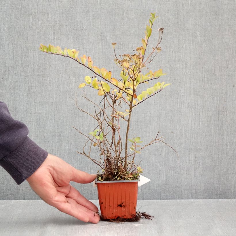 Exemplar von Japanische Strauchspiere June Bride - Spiraea nipponica Kleine Töpfe von 8/9 cm wie im Herbst geliefert