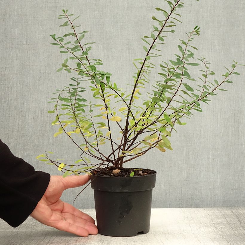 Example of Japanische Strauchspiere Snowmound - Spiraea nipponica Topf mit 1L/1,5L as you get in automne