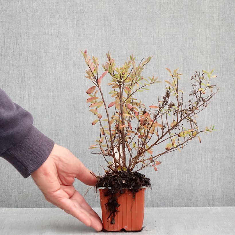 Exemplar von Japanische Strauchspiere Snowmound - Spiraea nipponica Kleine Töpfe von 8/9 cm wie im Herbst geliefert