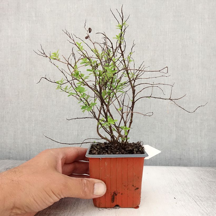 Example of Japanische Strauchspiere Snowmound - Spiraea nipponica Kleine Töpfe von 8/9 cm as you get in ete