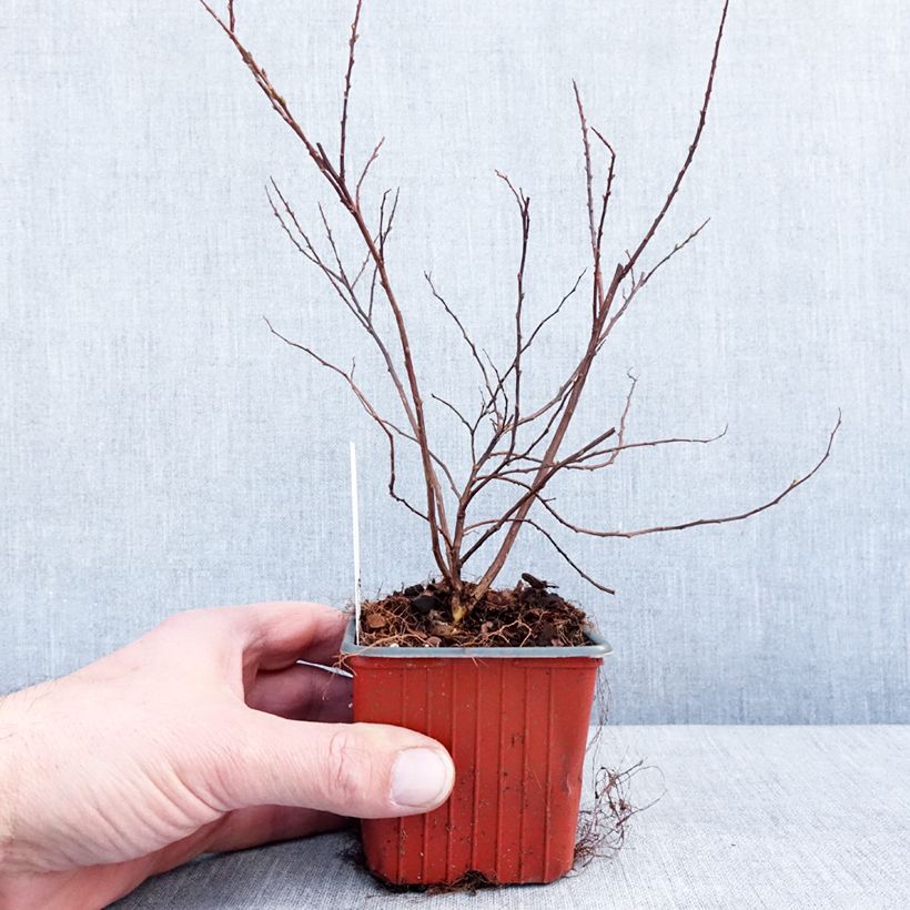 Exemplar von Japanische Strauchspiere Snowmound - Spiraea nipponica Kleine Töpfe von 8/9 cm wie im Winter geliefert