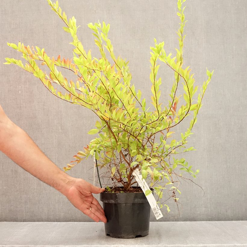 Exemplar von Pflaumenblättriger Spierstrauch Goldfire - Spiraea prunifolia Topf mit 3L/4L wie im Sommer geliefert