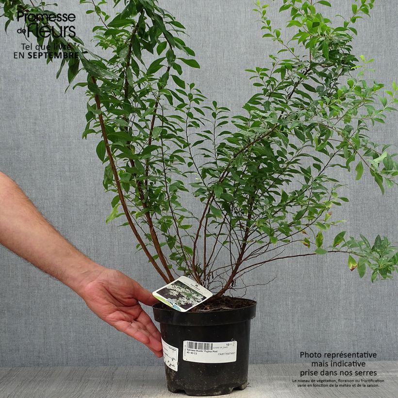 Example of Frühlingsspiere Fujino Pink - Spiraea thunbergii Topf mit 3L/4L as you get in automne