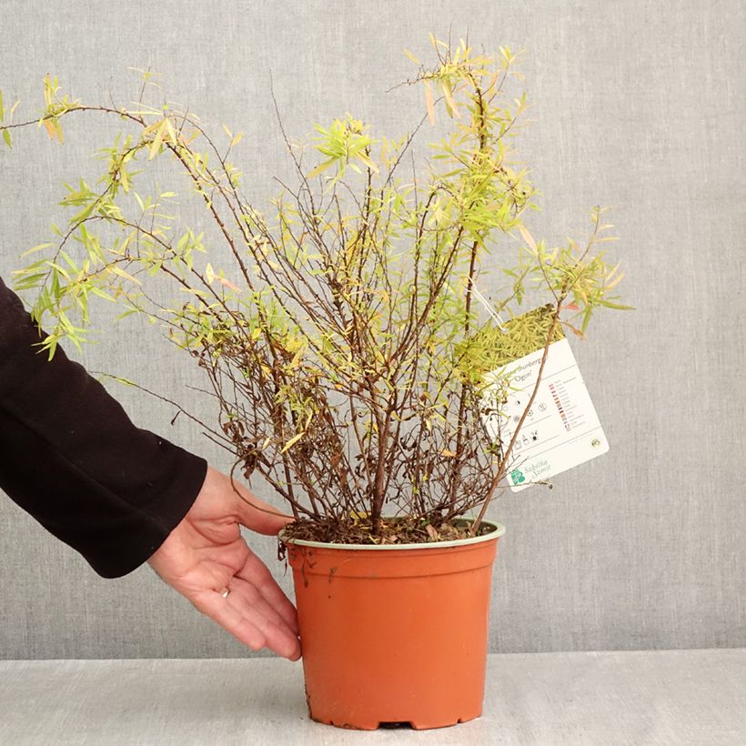 Exemplar von Frühlingsspiere Ogon - Spiraea  thunbergii Topf mit 3L/4L wie im Herbst geliefert