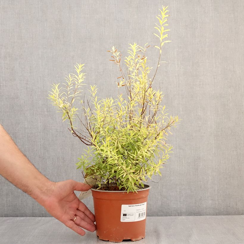 Example of Frühlingsspiere Ogon - Spiraea  thunbergii Topf mit 3L/4L as you get in ete
