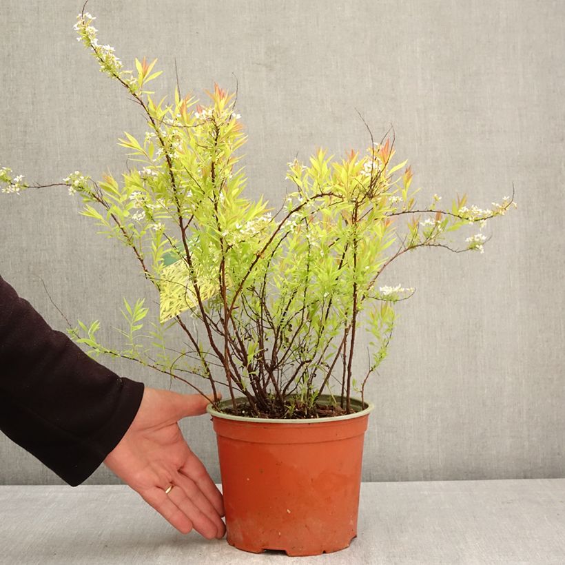 Exemplar von Frühlingsspiere Ogon - Spiraea  thunbergii Topf mit 3L/4L wie im Frühjahr geliefert