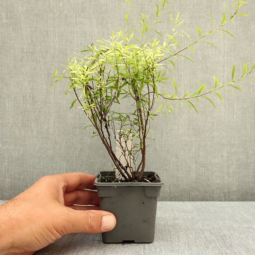 Exemplar von Frühlingsspiere - Spiraea thunbergii Kleine Töpfe von 8/9 cm wie im Sommer geliefert