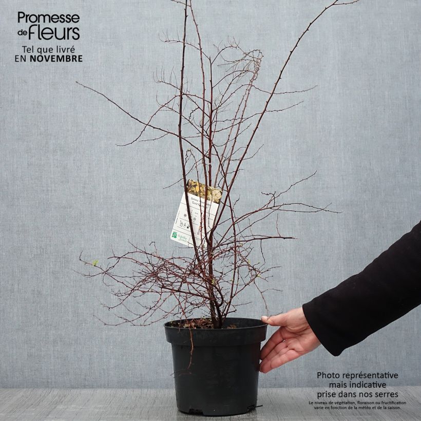 Example of Spierstrauch Gold Fountain - Spiraea vanhouttei Topf mit 3L/4L as you get in automne