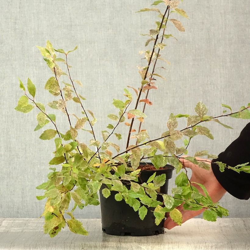 Example of Spierstrauch Pink Ice - Spiraea vanhouttei Topf mit 3L/4L as you get in ete