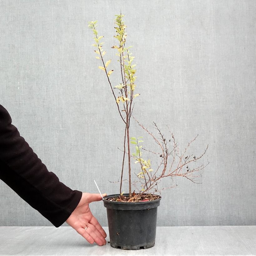 Exemplar von Spierstrauch Pink Ice - Spiraea vanhouttei Topf mit 3L/4L wie im Herbst geliefert