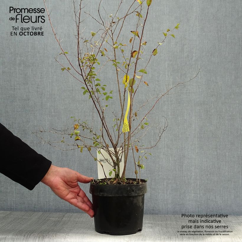 Example of Spierstrauch - Spiraea vanhouttei Topf mit 2L/3L as you get in automne