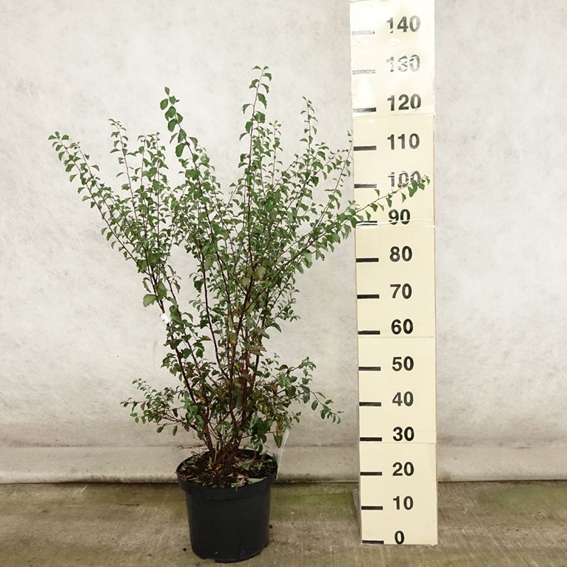 Example of Spierstrauch - Spiraea vanhouttei Topf mit 6L/7L as you get in ete