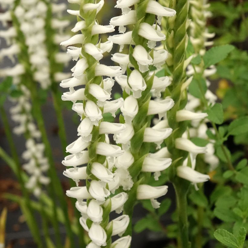 Spiranthes cernua var odorata Chadd's Ford - Drehwurz (Blüte)