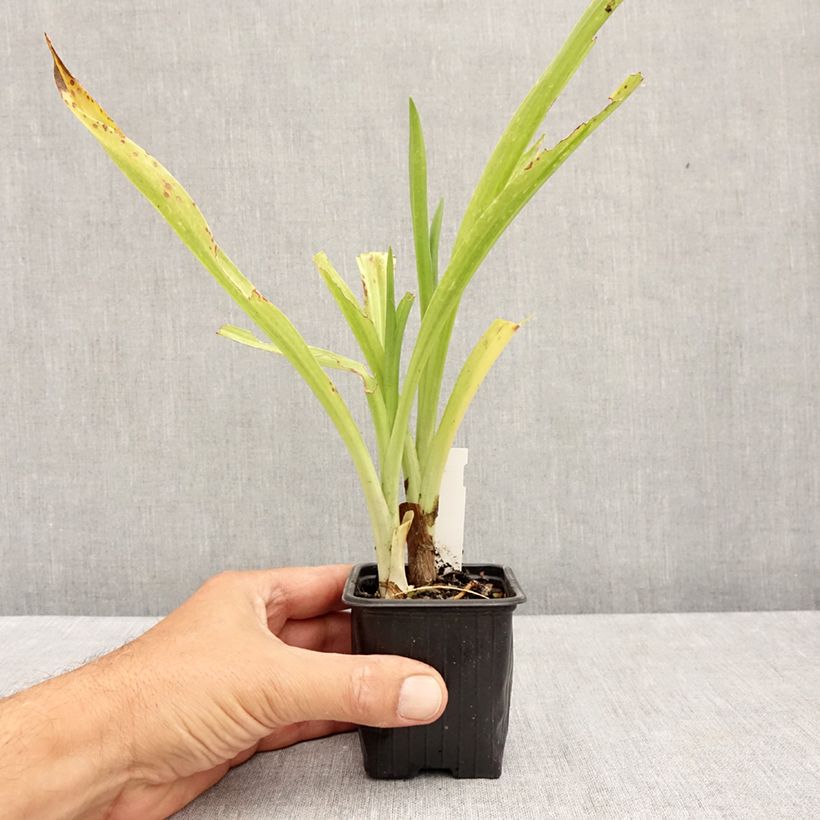 Exemplar von Spiranthes cernua var odorata Chadd's Ford - Drehwurz Kleine Töpfe von 8/9 cm wie im Sommer geliefert