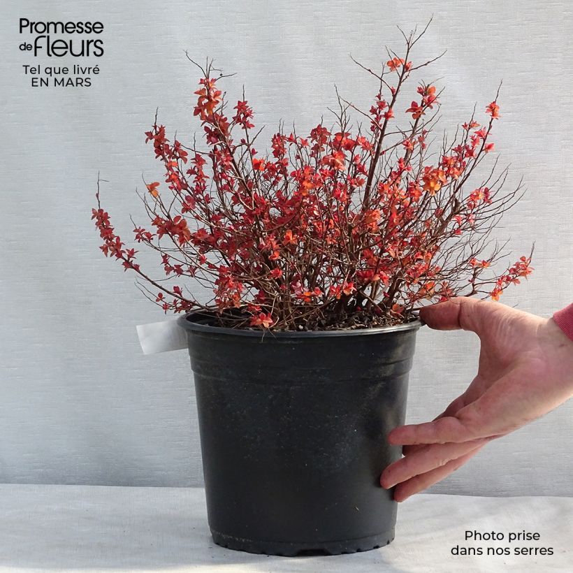 Exemplar von Sommerspiere Zen'Spirit Caramel - Spiraea japonica Topf mit 3L/4L wie im Winter geliefert