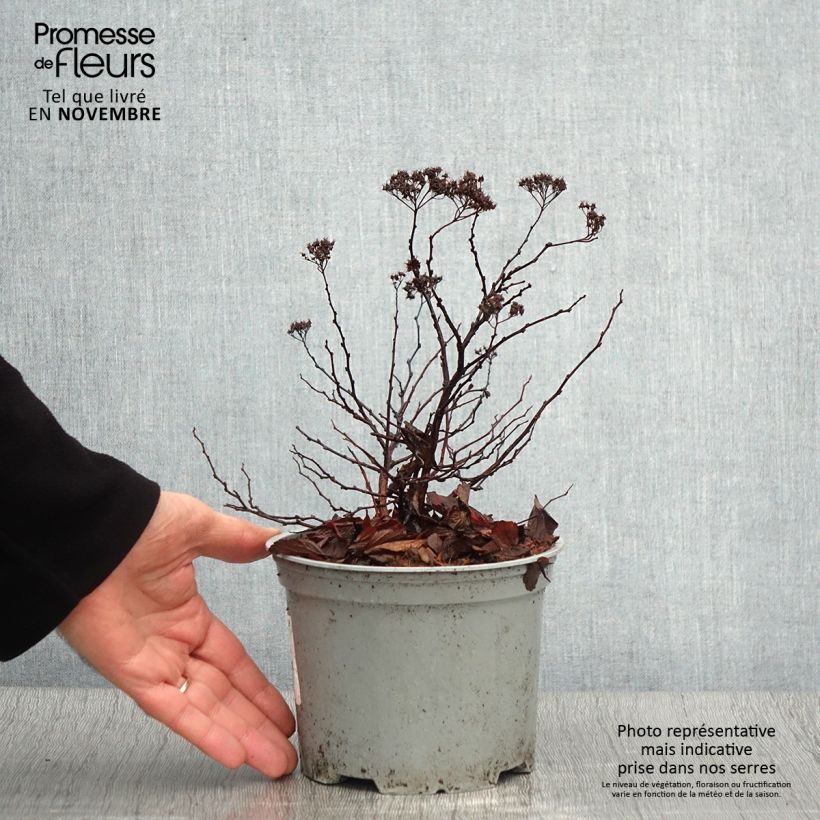 Example of Birkenblättrige Spiere Pink Sparkler - Spiraea betulifolia Topf mit 2L/3L as you get in automne