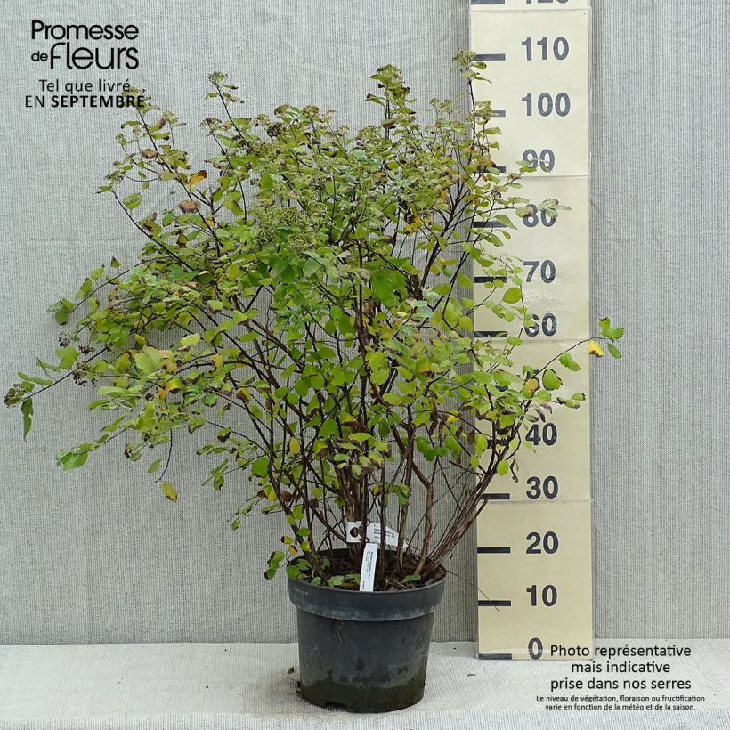Example of Birkenblättrige Spiere Tor - Spiraea betulifolia Topf mit 7,5L/10L as you get in automne