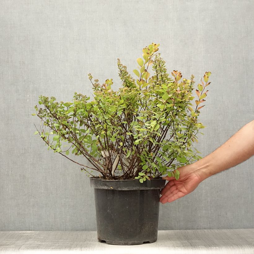 Example of Birkenblättrige Spiere Tor Gold - Spiraea betulifolia Topf mit 7,5L/10L as you get in ete