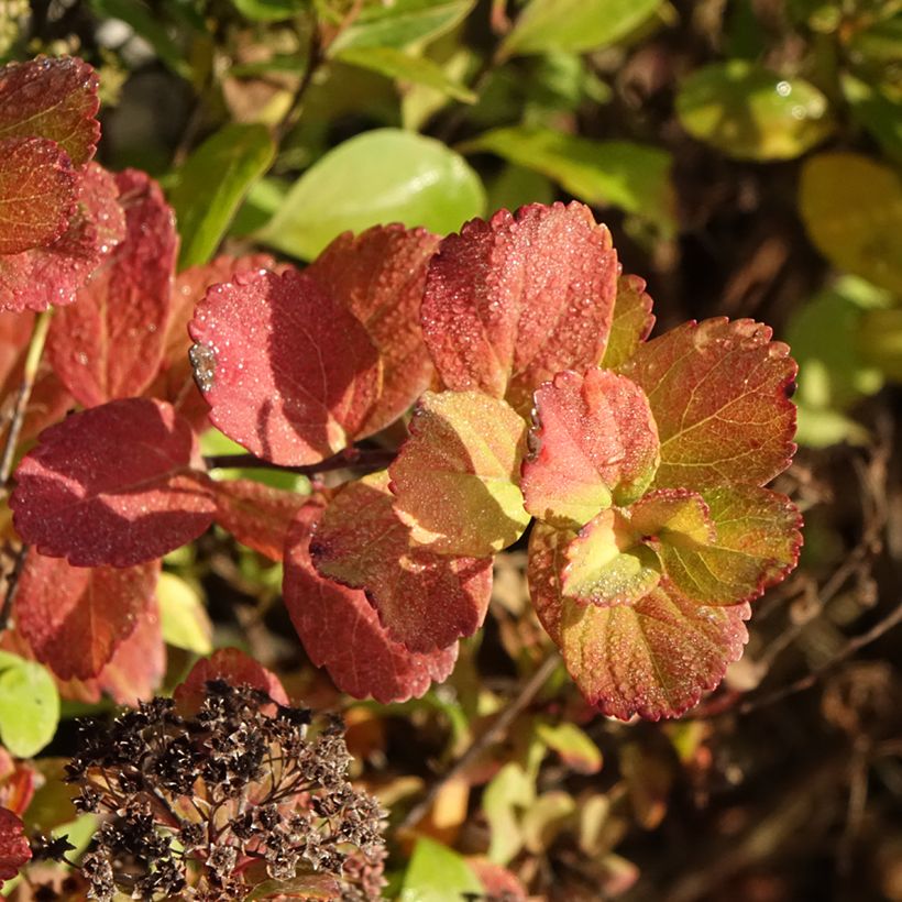 Birkenblättrige Spiere Tor Gold - Spiraea betulifolia (Foliage)