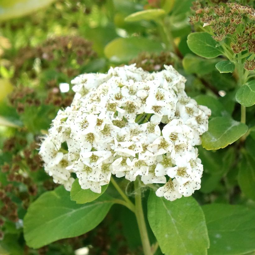 Birkenblättrige Spiere Tor Gold - Spiraea betulifolia (Flowering)