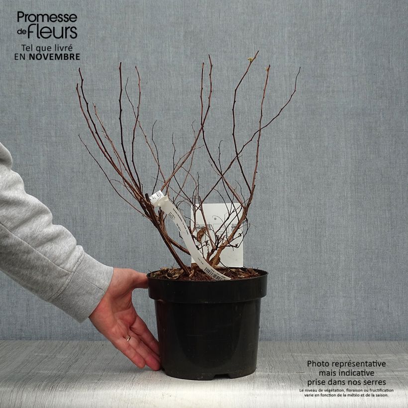 Example of Birkenblättrige Spiere Tor Gold - Spiraea betulifolia Topf mit 3L/4L as you get in automne
