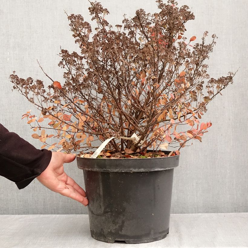 Exemplar von Birkenblättrige Spiere Tor Gold - Spiraea betulifolia Topf mit 7,5L/10L wie im Herbst geliefert