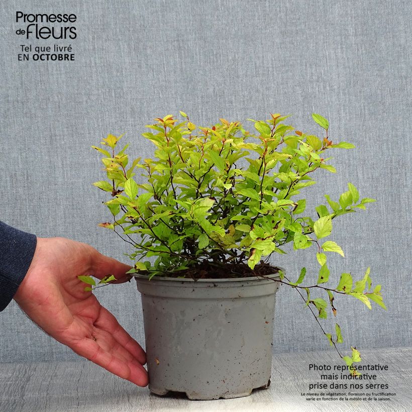 Example of Sommerspiere Candlelight - Spiraea japonica Topf mit 2L/3L as you get in automne