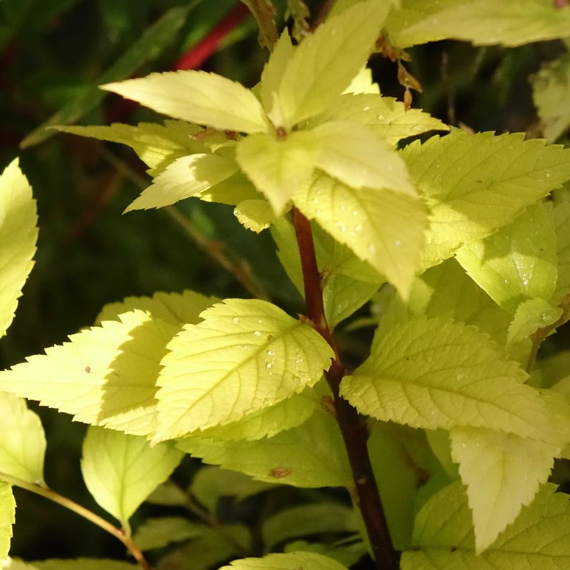 Sommerspiere Candlelight - Spiraea japonica (Foliage)