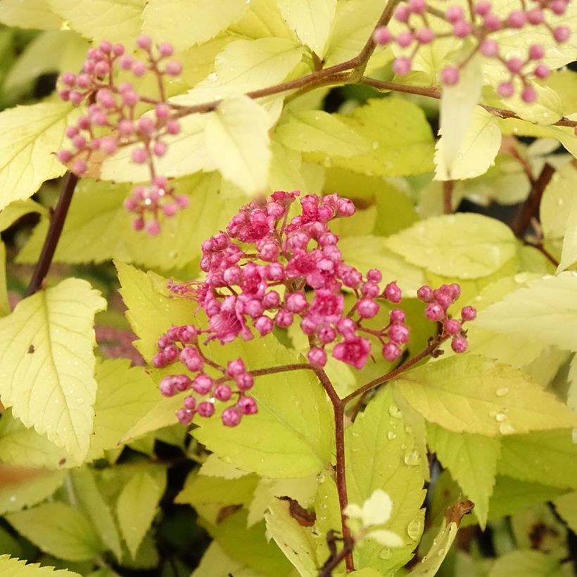Sommerspiere Candlelight - Spiraea japonica (Flowering)
