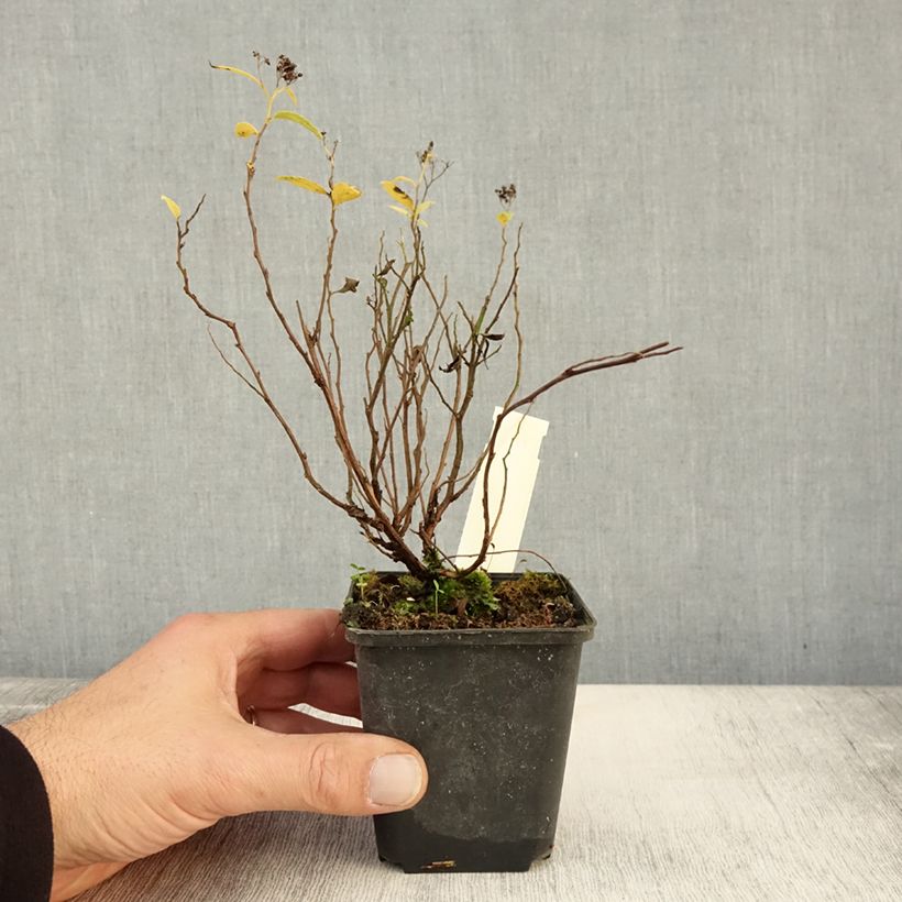 Example of Sommerspiere Albiflora - Spiraea japonica Kleine Töpfe von 8/9 cm as you get in automne